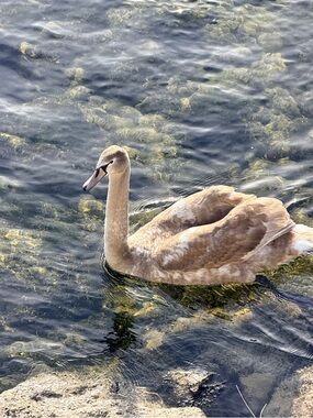 Meet your Posher, Holzmichael. 😵‍💫